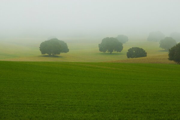 Paysage d arbres dans un champ dans le brouillard