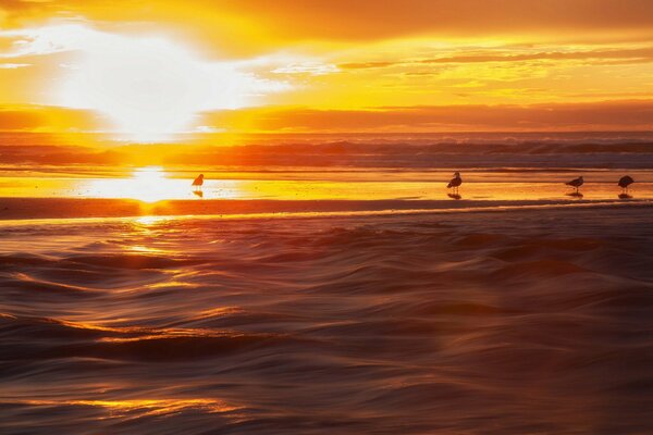 Paysage d oiseaux coucher de soleil sur la mer