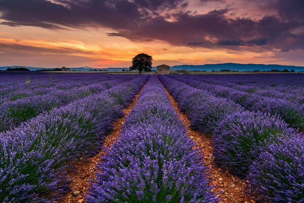 Französische Lavendelfelder in der Provence