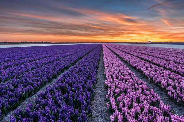 Закат над фиолетовым полем Северная Голландия