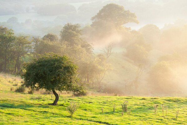 Ein Baum im Nebel gehüllten Feld