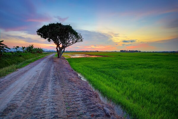 Baum an der Straße, grünes Feld, farbige Wolken