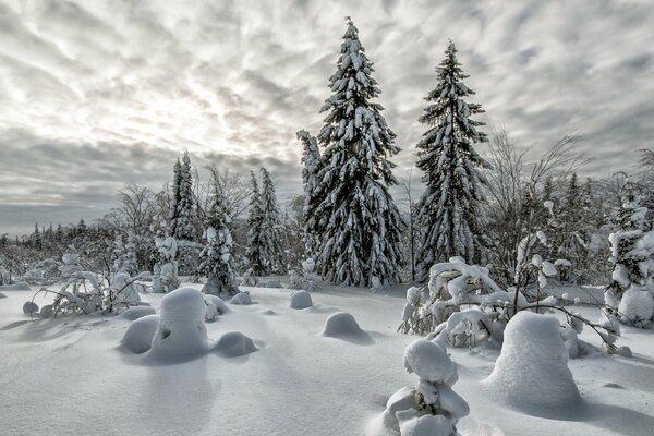 Foresta di conifere in inverno