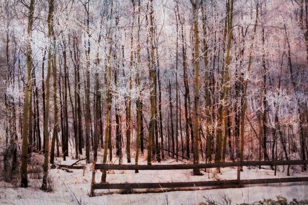 Landschaft, Wald im weißen Schnee