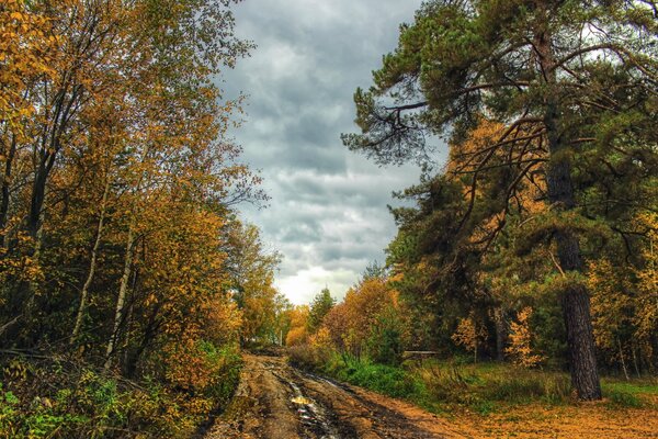 Landschaft der herbstlichen Waldstraße