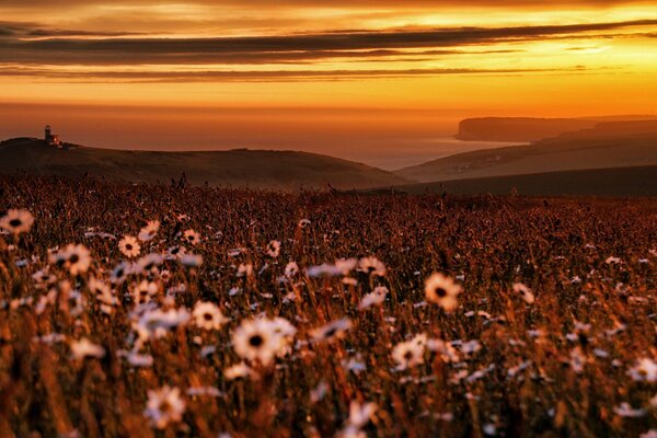 Blumen auf Sonnenuntergang Meer Hintergrund