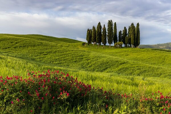 Collines verdoyantes avec des fleurs et des arbres à l horizon