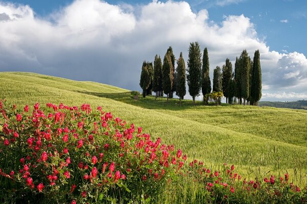 Campo verde con flores rojas