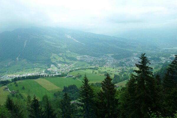 Switzerland and long - lasting trees that reach the tops of the clouds