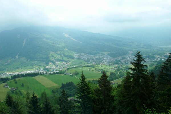 Svizzera e alberi durevoli che le cime tirano fuori le nuvole