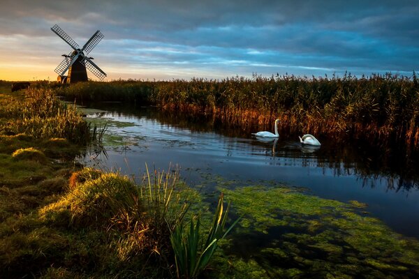 Cygnes dans le lac près du moulin à l aube