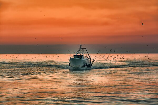 Fast-sailing boat disperses seagulls