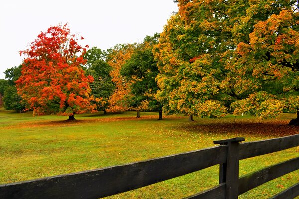 Alberi autunnali colorati nel parco