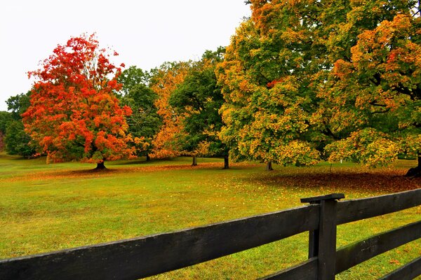 Красочные осенние деревья в парке
