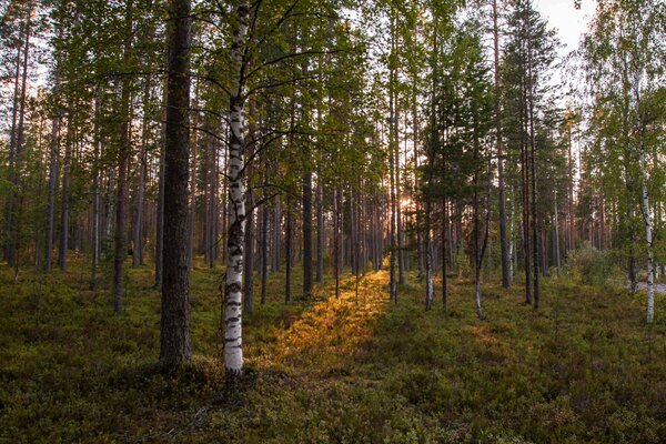 Березы и сосны в лесу на закате