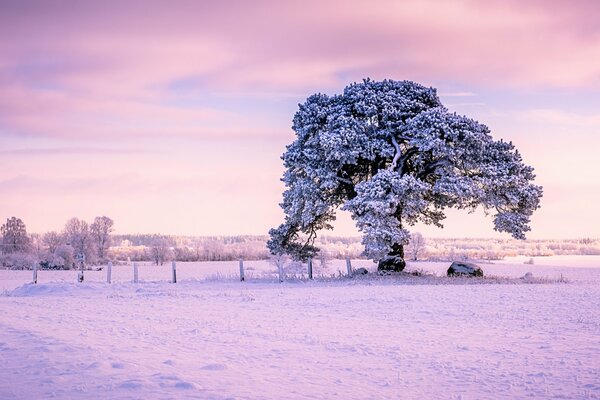 Beau paysage d hiver Estonien au coucher du soleil