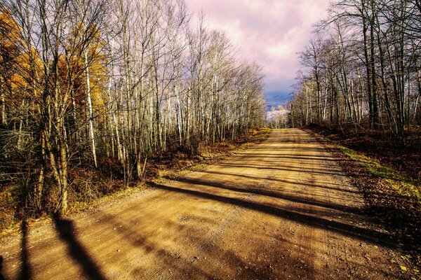 Juste une belle route et le long des arbres