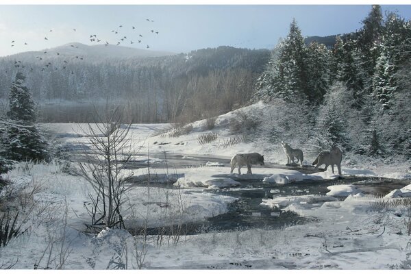 Wolves howl in the snowy forest