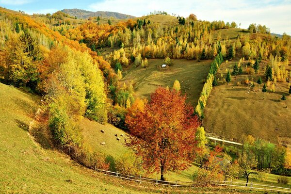 Пейзаж осеннего леса в красках