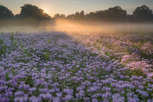 Landscape of a morning field with flowers