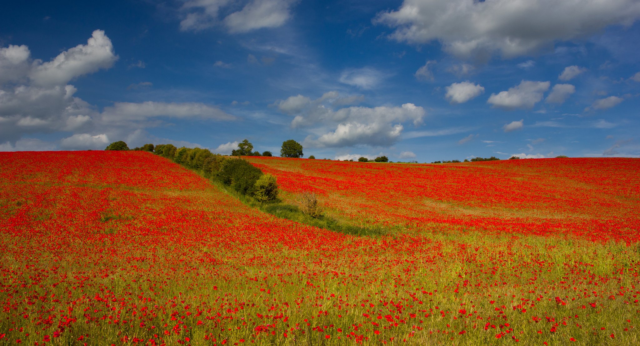 himmel wolken feld wiese bäume blumen mohnblumen hügel