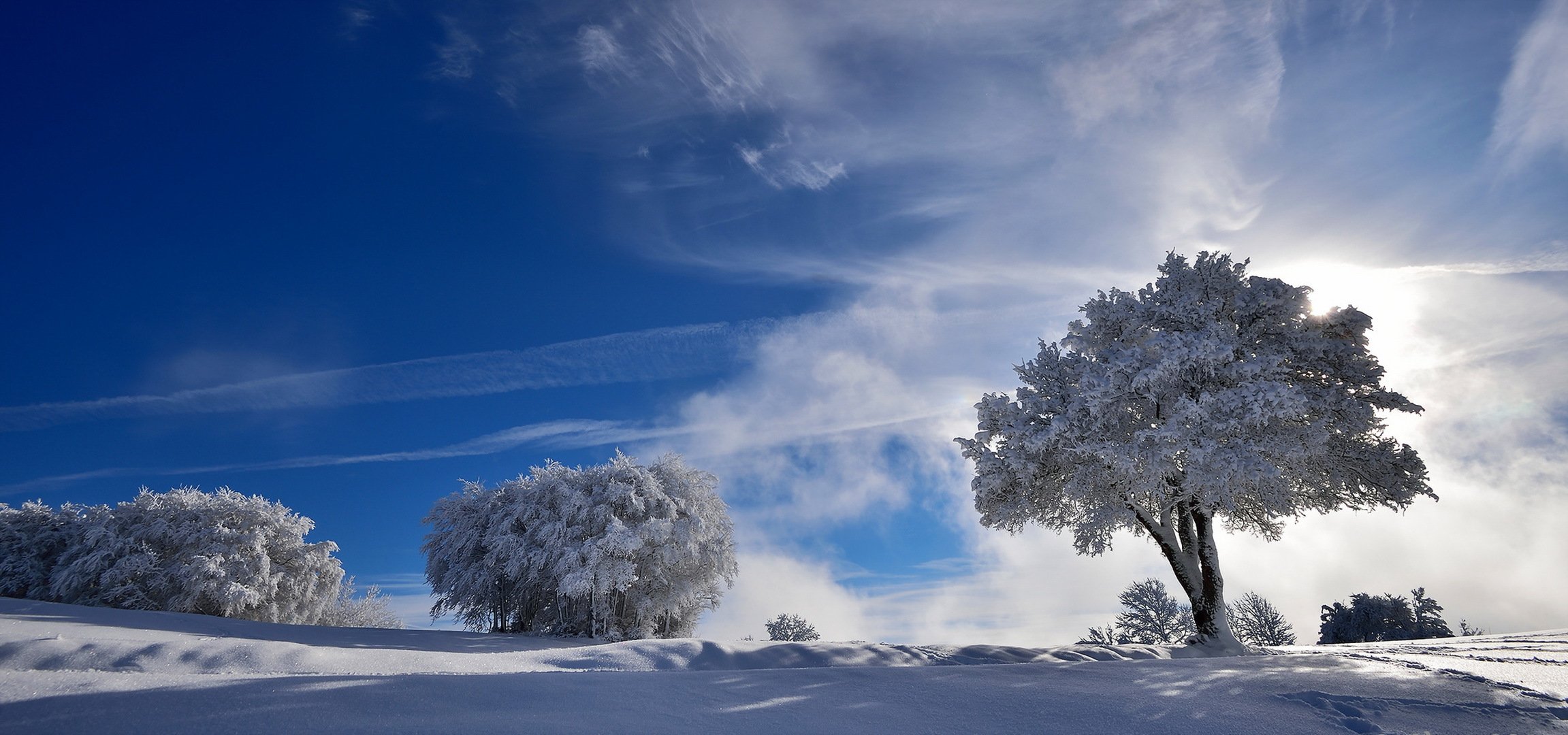 winter tree snow nature