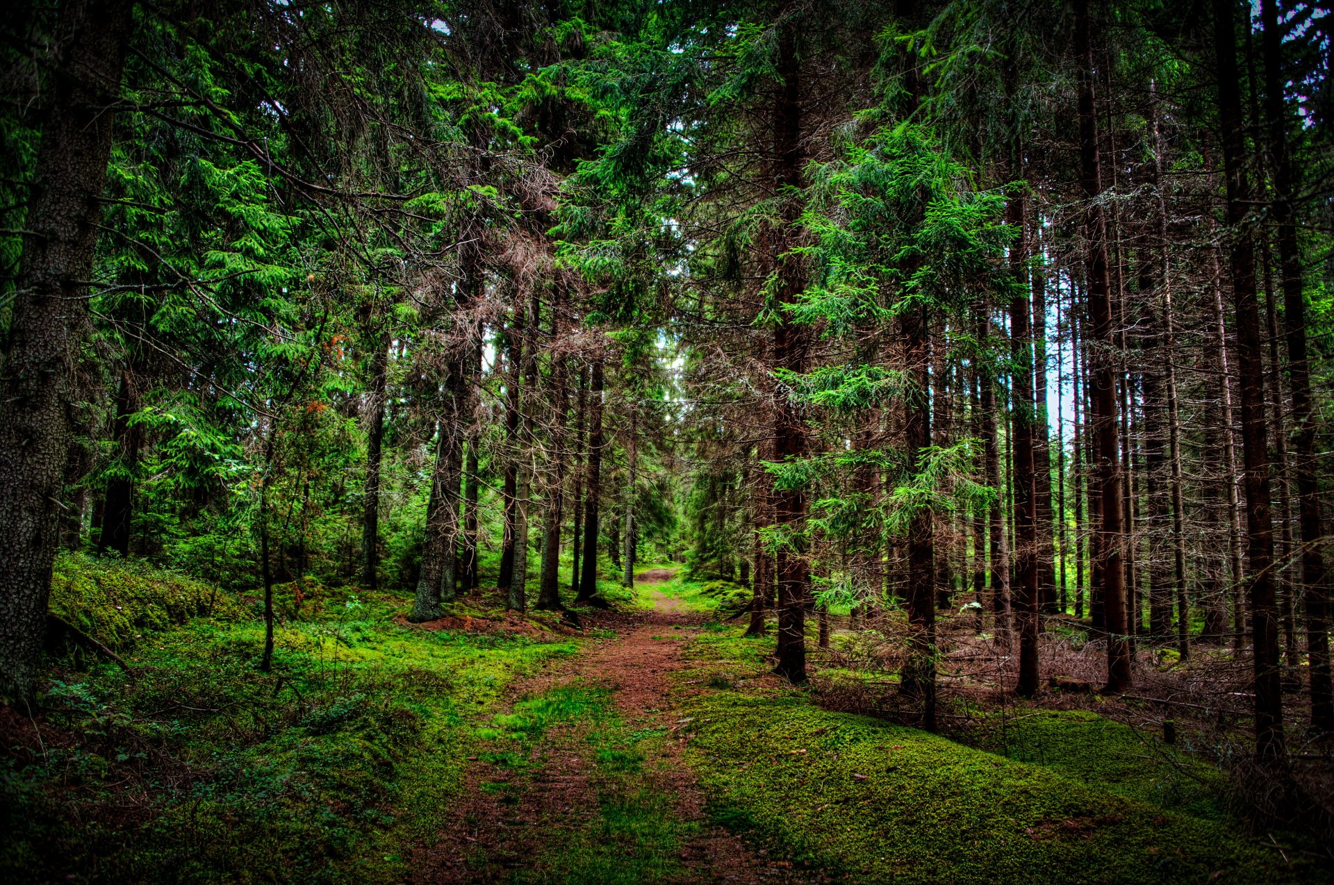 bosque árboles sendero naturaleza foto