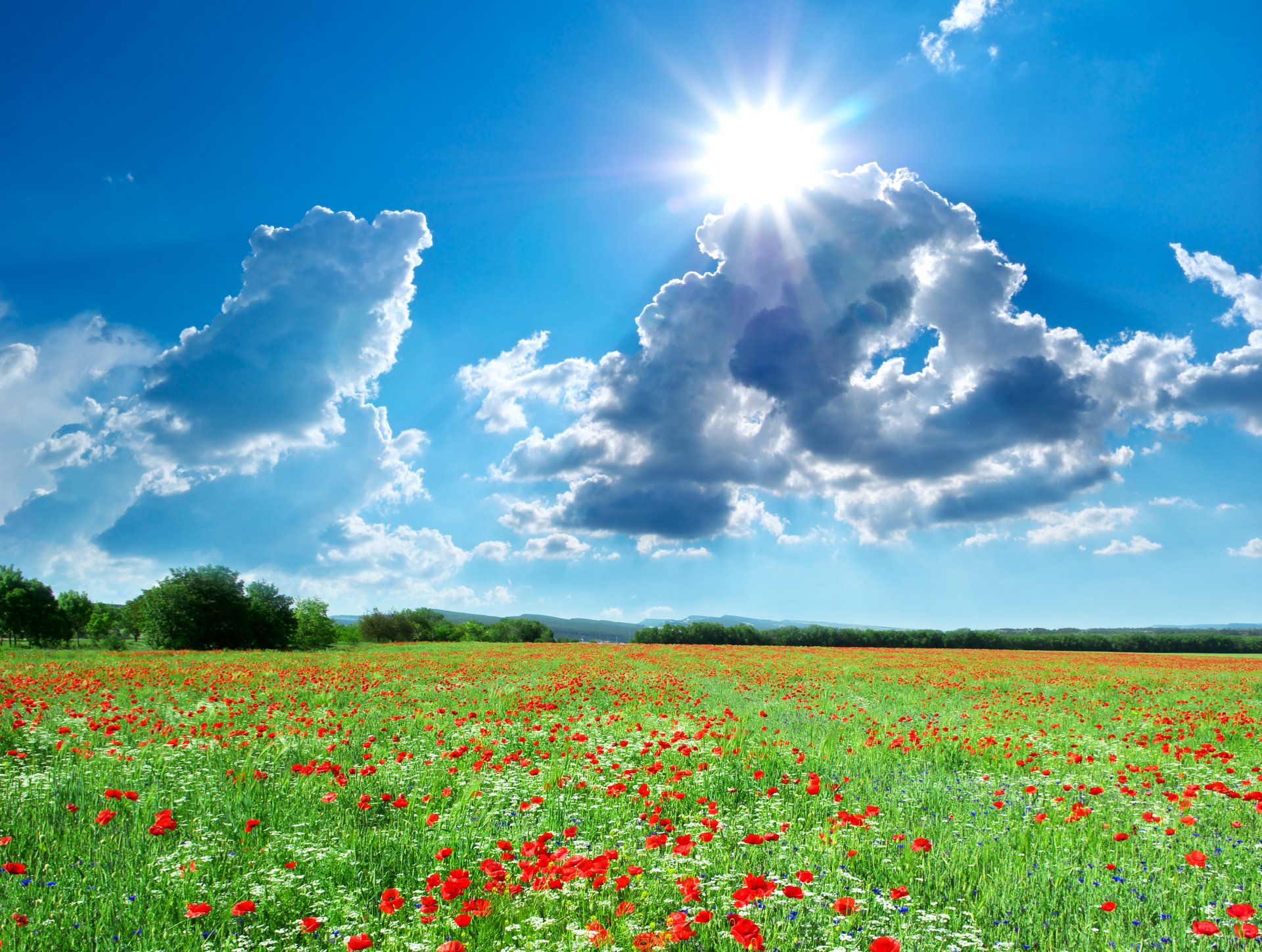 ummer the field landscape poppies sky clouds sun nature photo