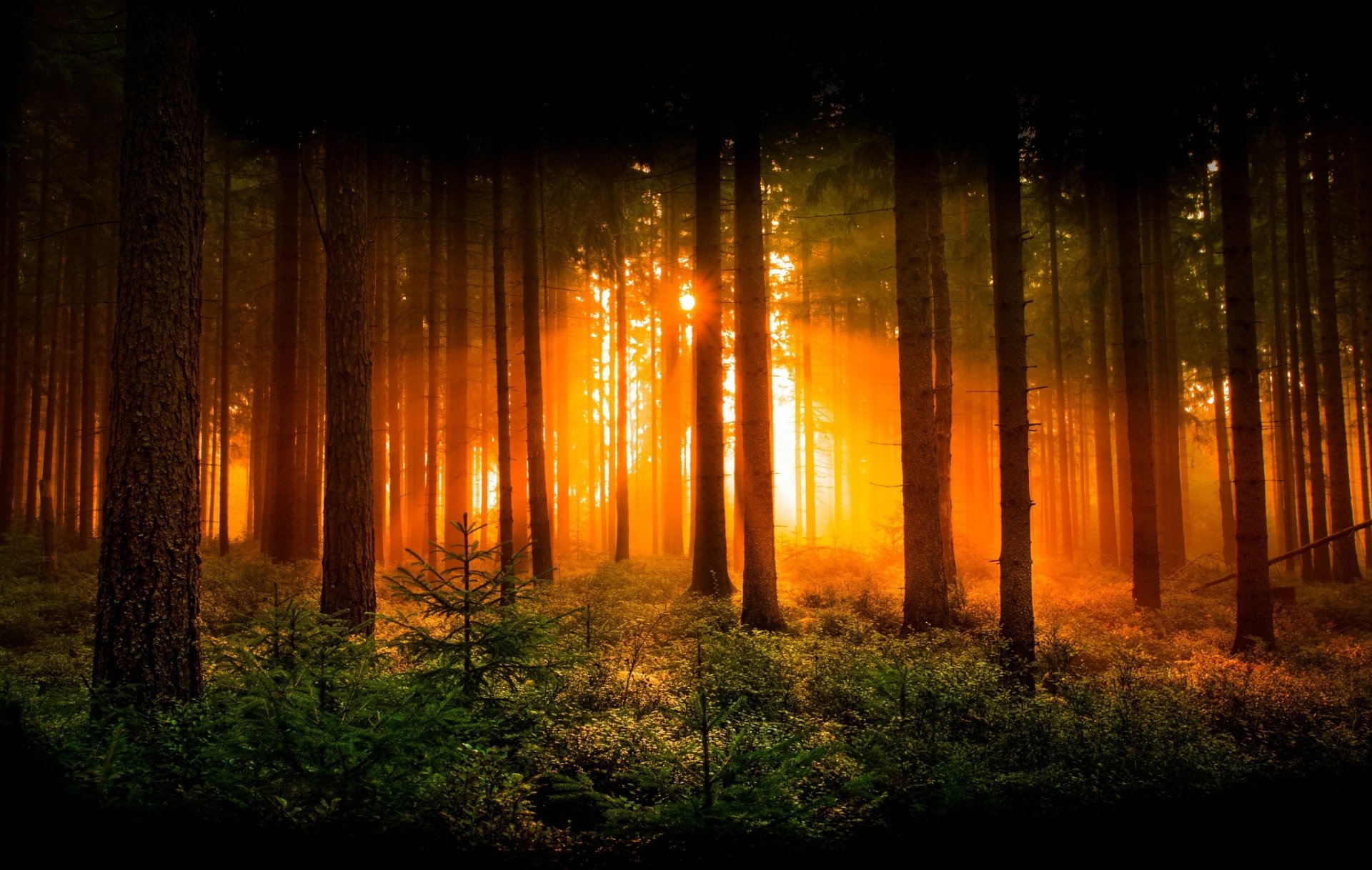 wald dämmerung bäume sonne strahlen natur