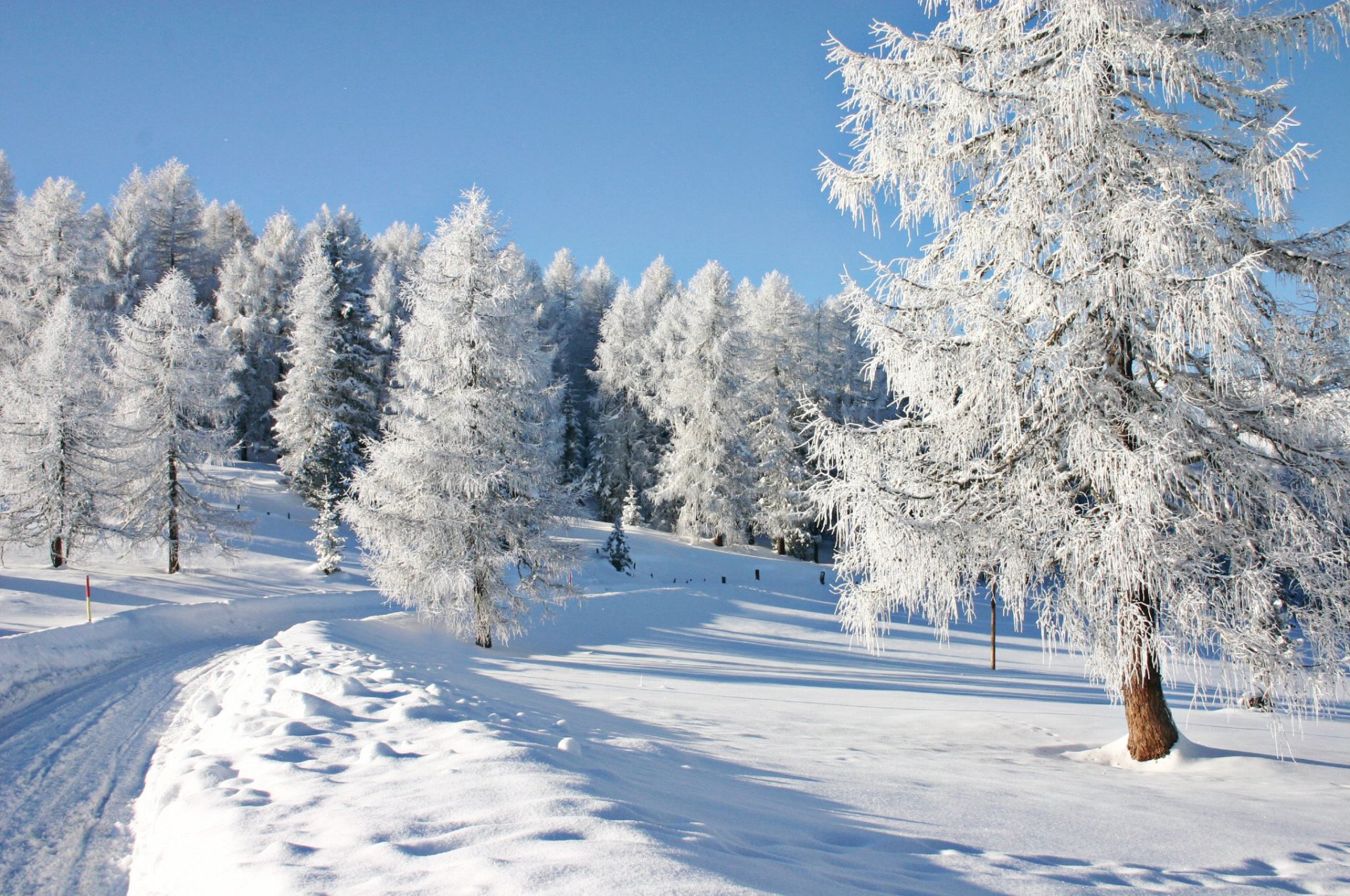 alberi inverno paesaggio natura neve