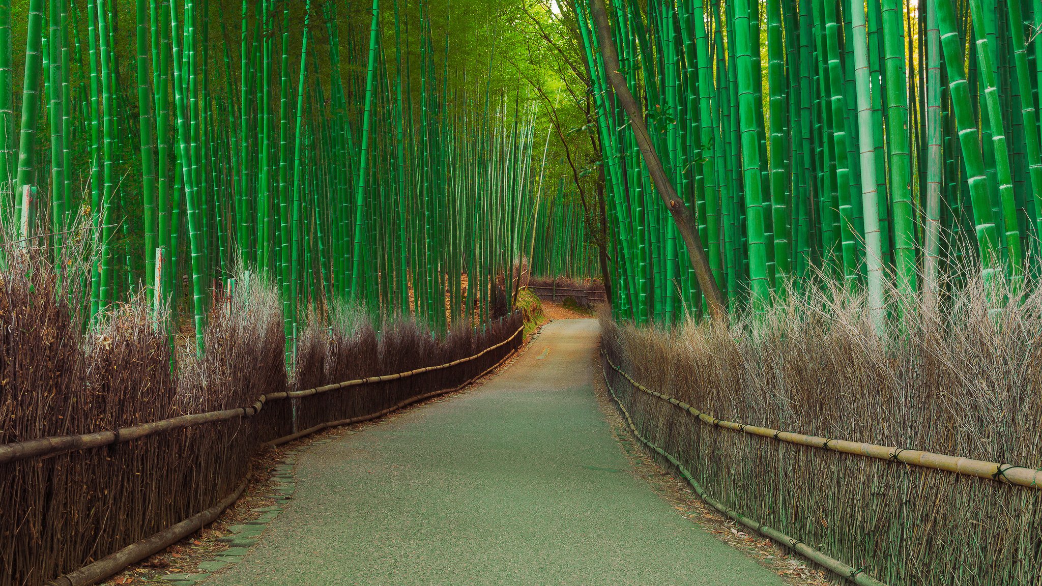 grove thickets bamboo road plant