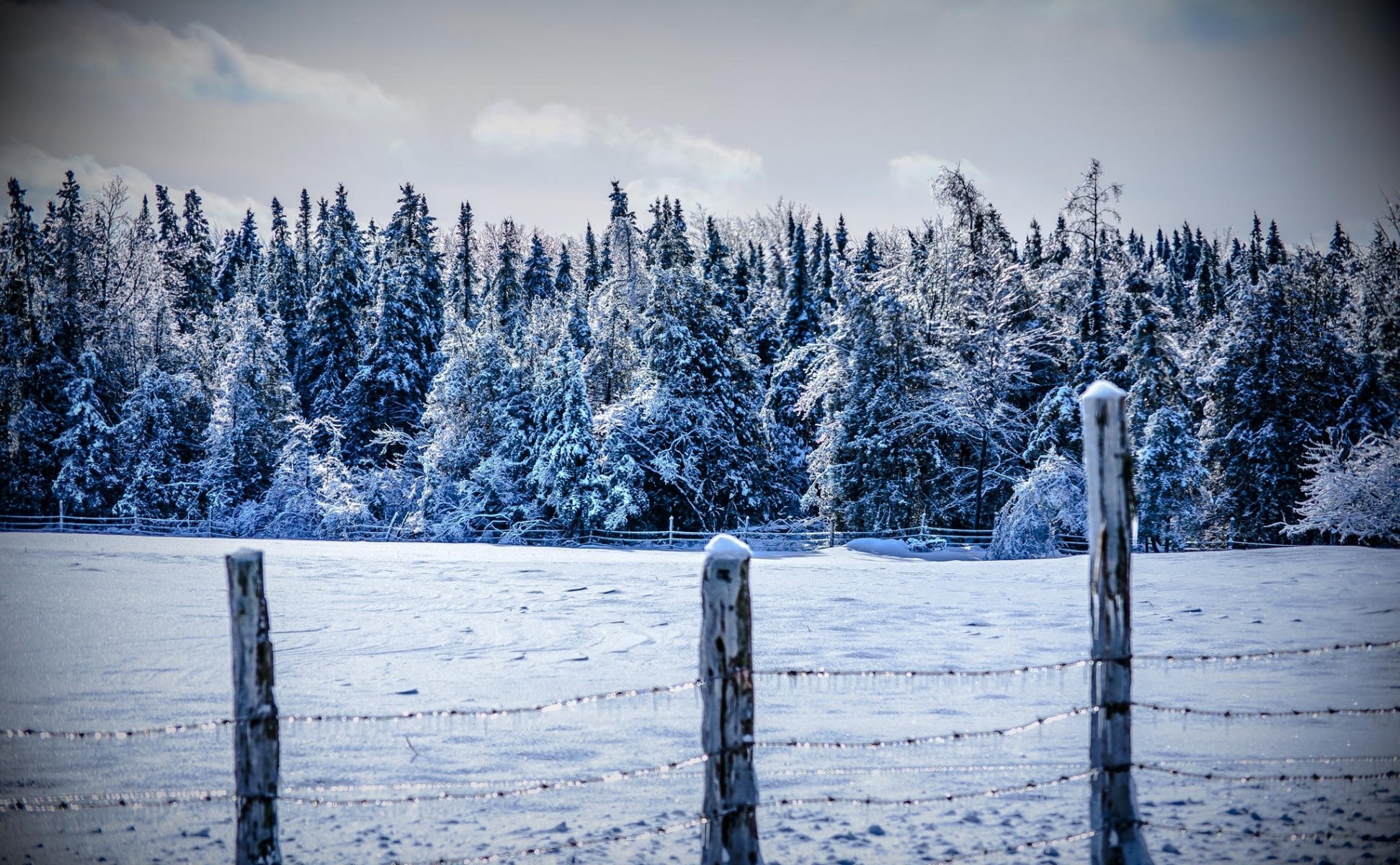 invierno nieve bosque montañas árboles frío