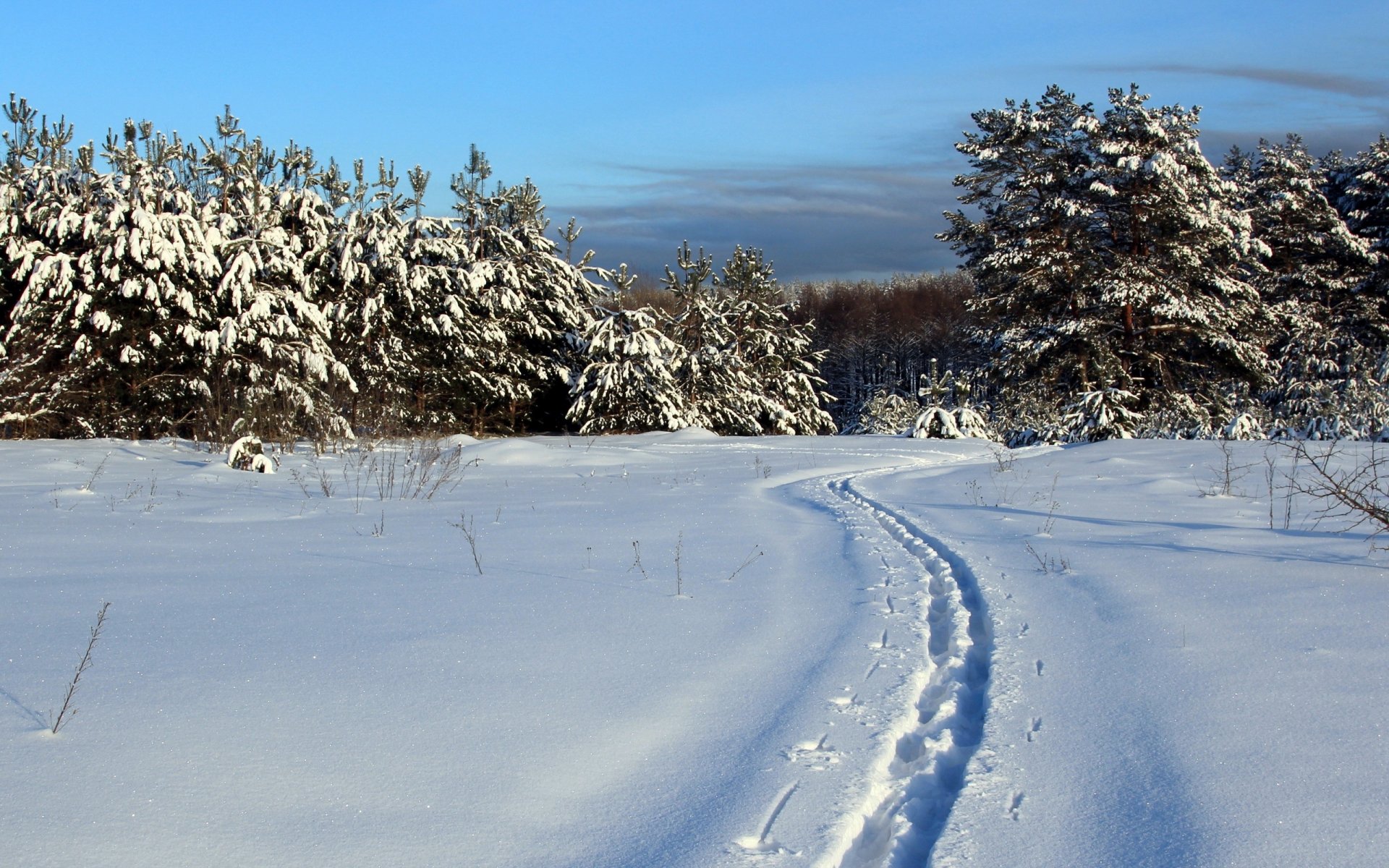 winter snow landscape