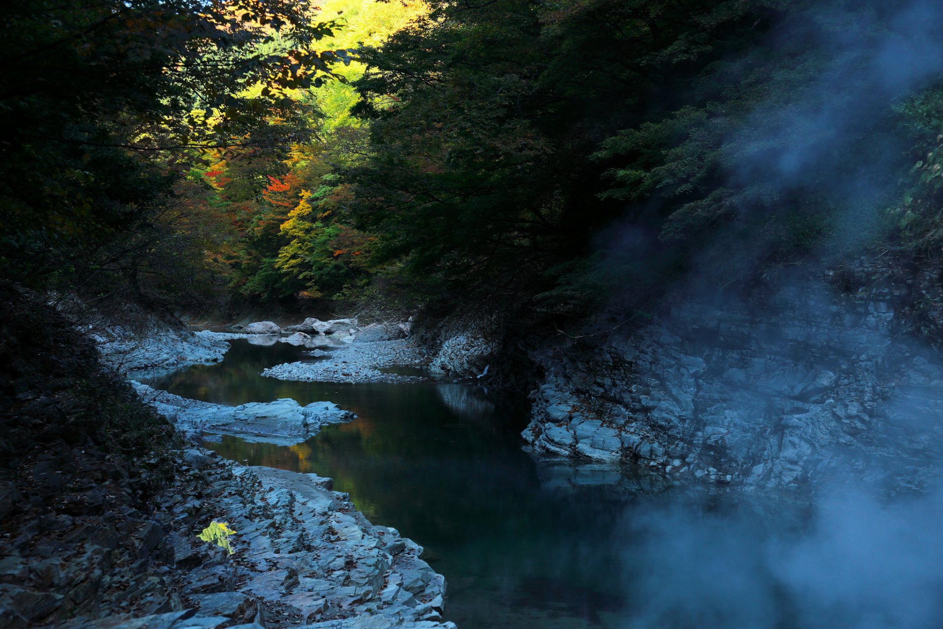 paesaggio natura autunno stagione alberi foglie nebbia