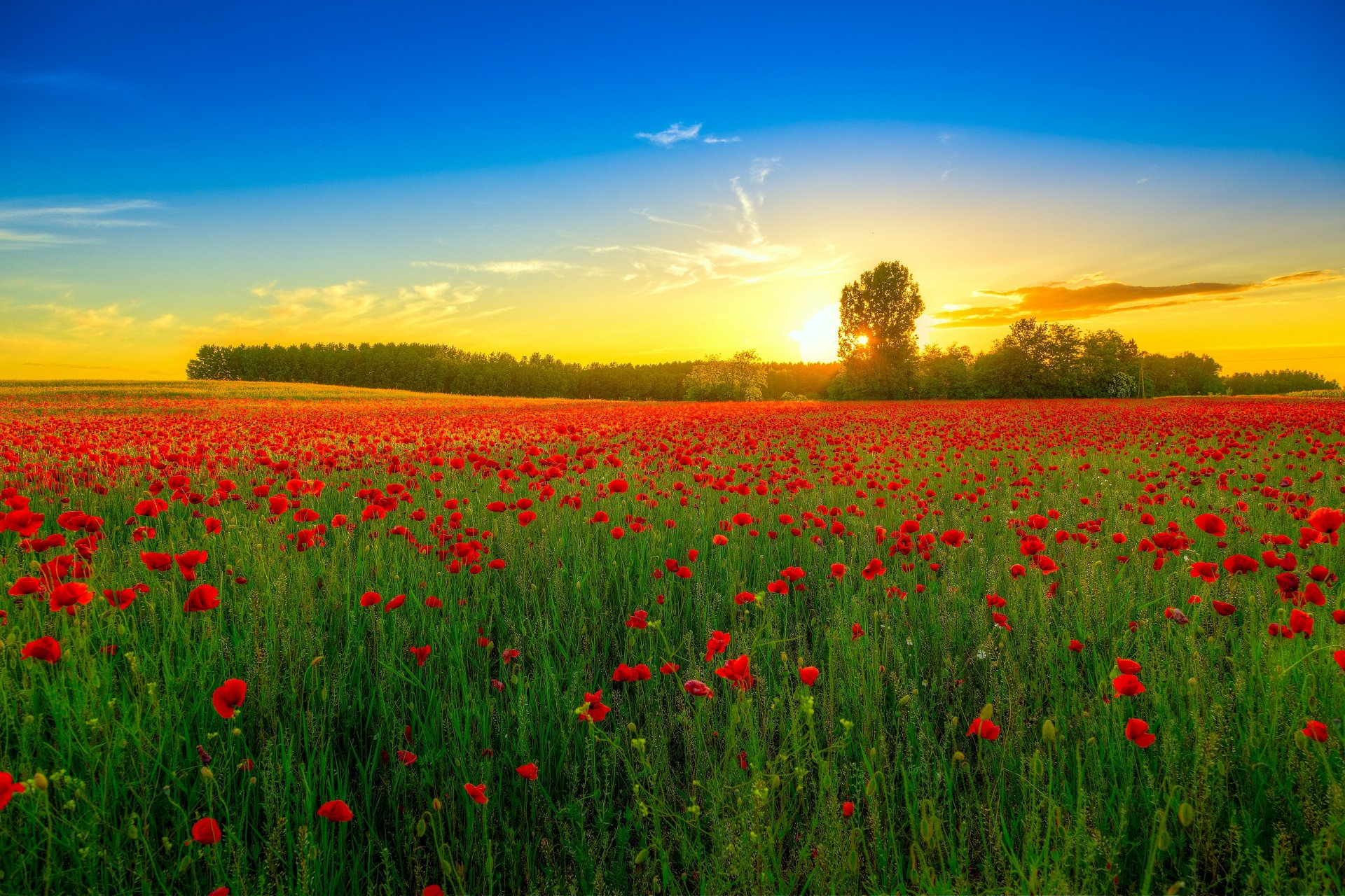 nature champ fleurs coquelicots coucher de soleil arbres paysage