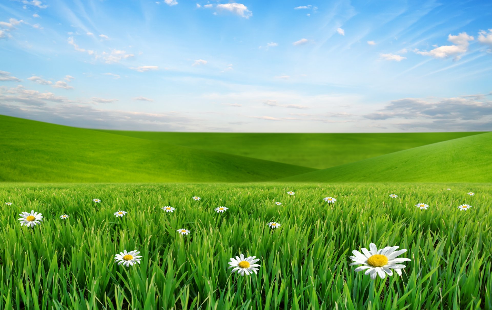 natur landschaft wiese blumen gänseblümchen gras himmel wolken kamillenblüten gras