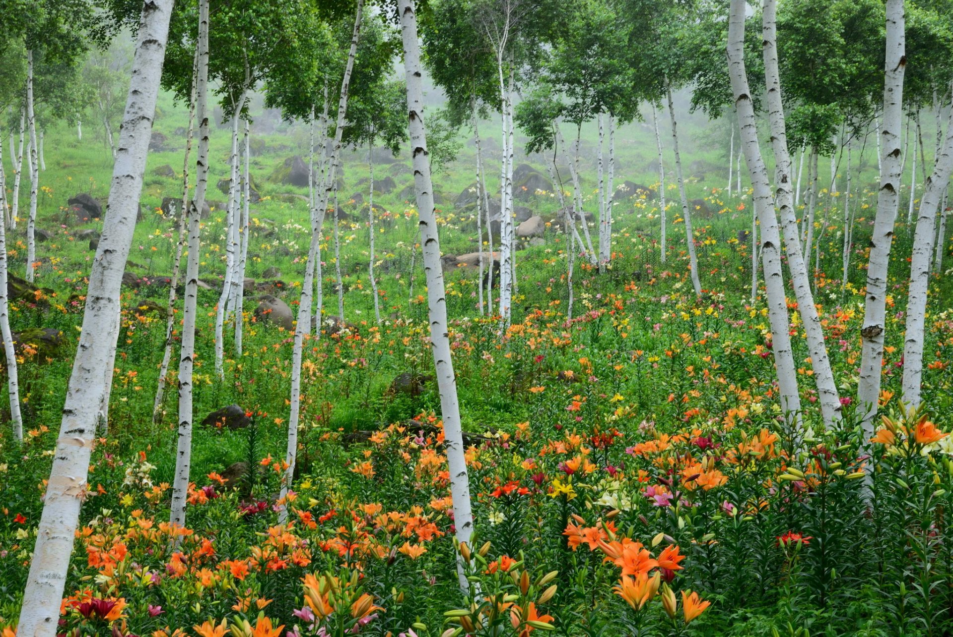 lilies birch tree nature photo