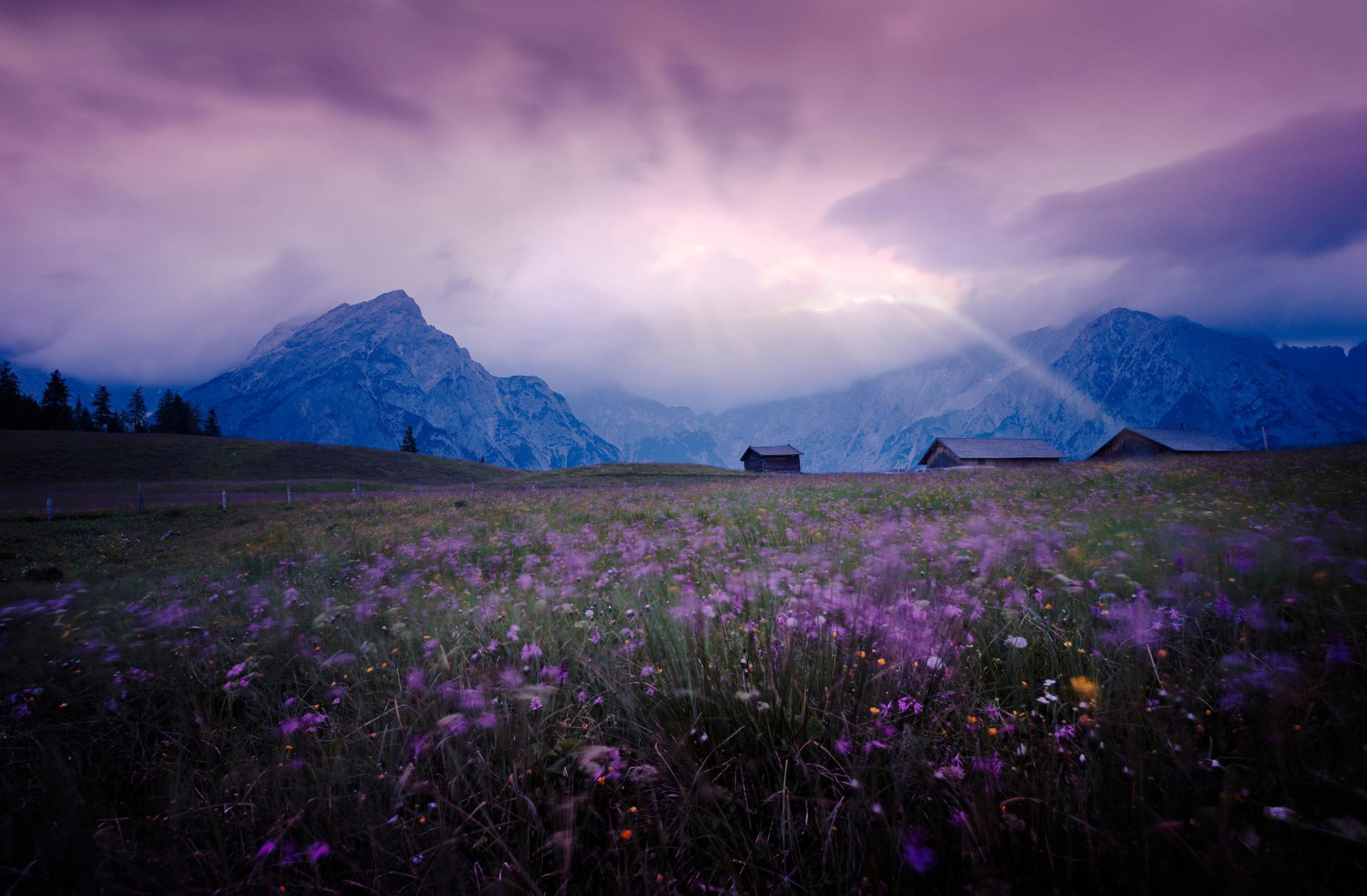 pré champ fleurs lilas montagnes maisons ciel lumière paysage