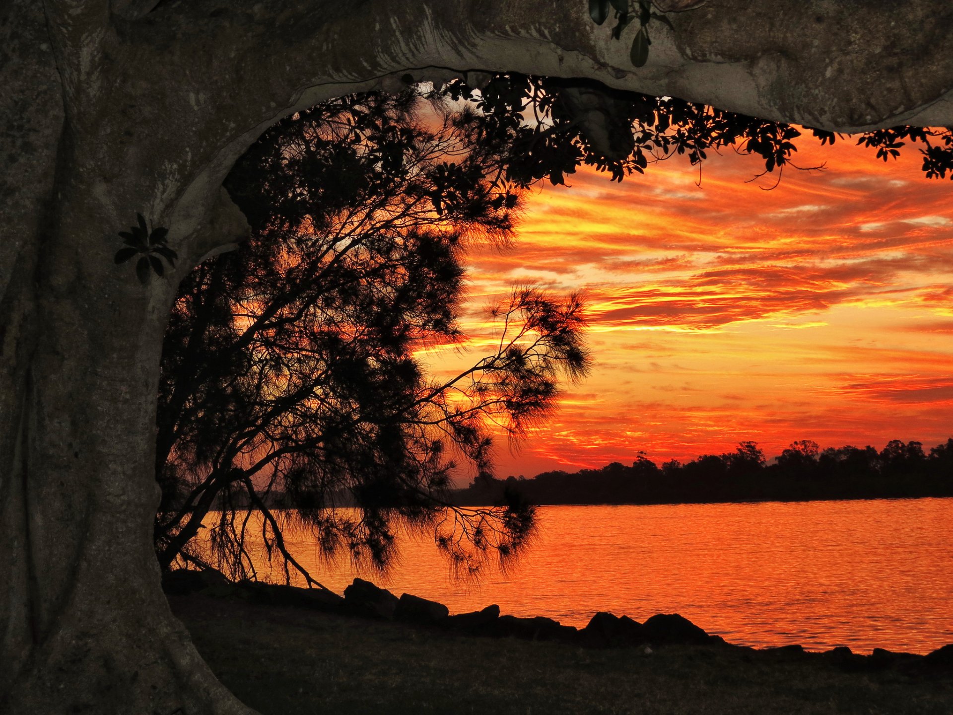 árbol río puesta de sol