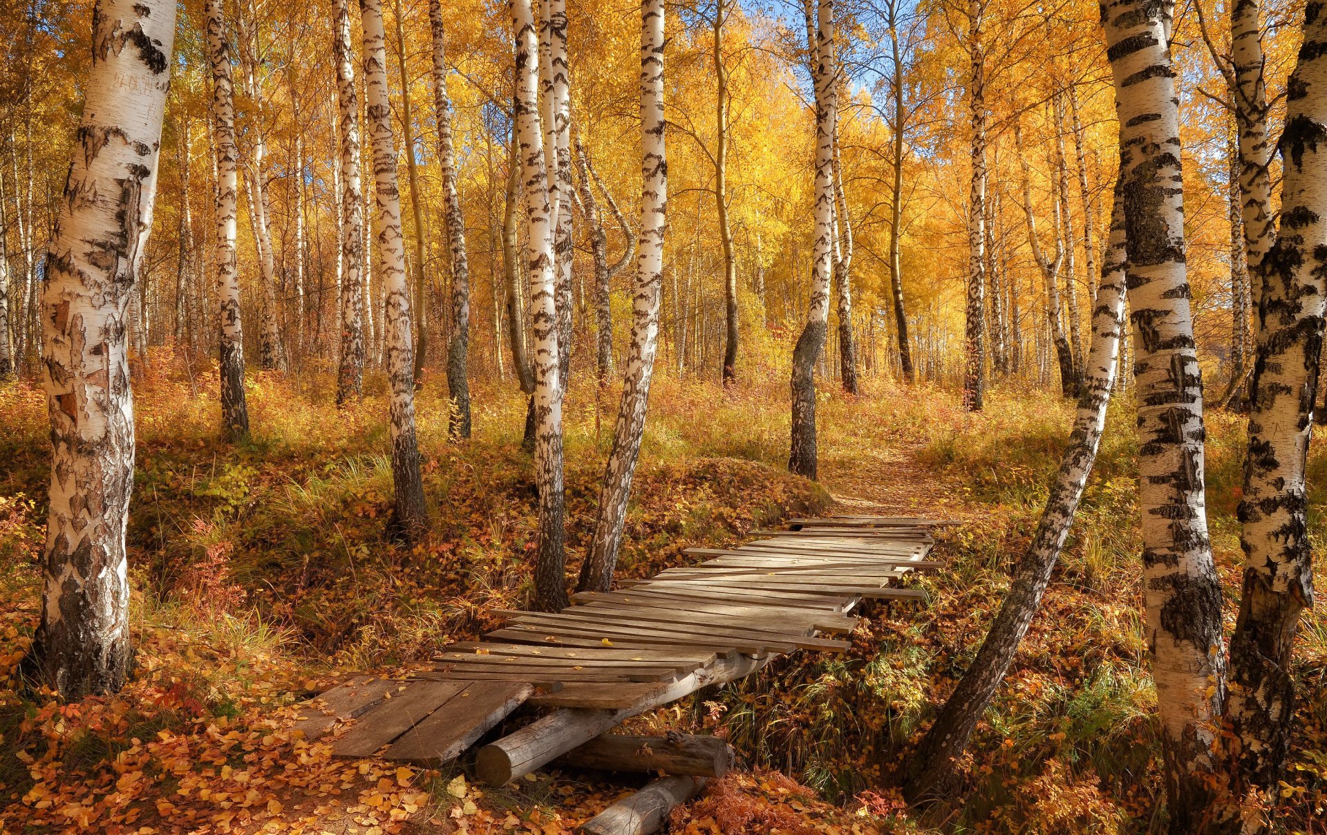 jesień las most brzozy liście natura zdjęcia