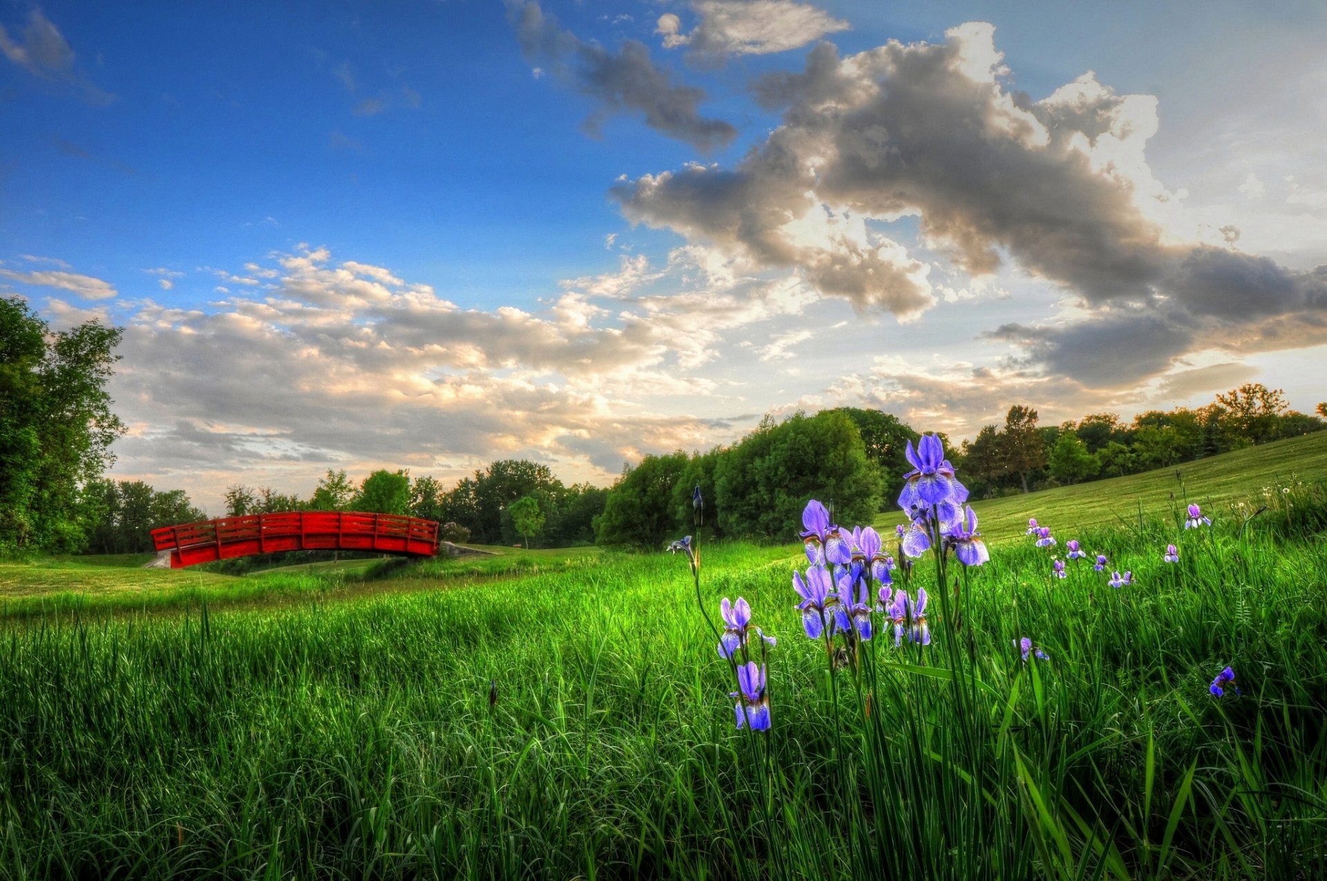 pont fleurs iris pré