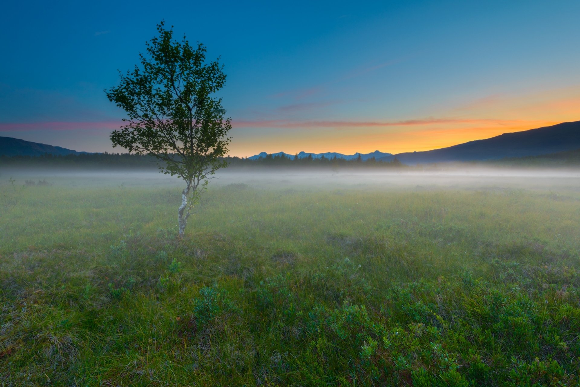 poranek pole drzewo mgła natura krajobraz