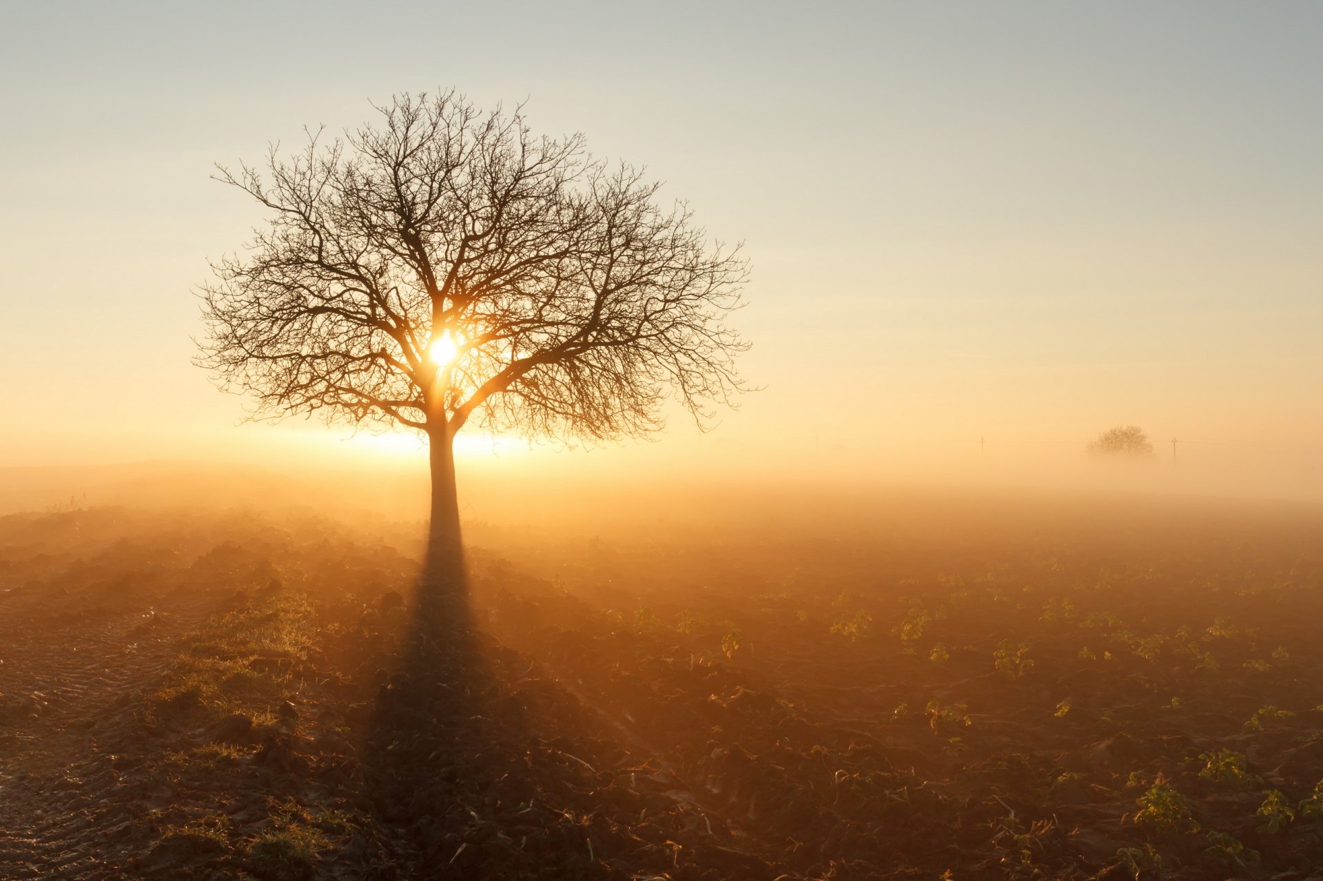 champ arbre soleil brouillard matin