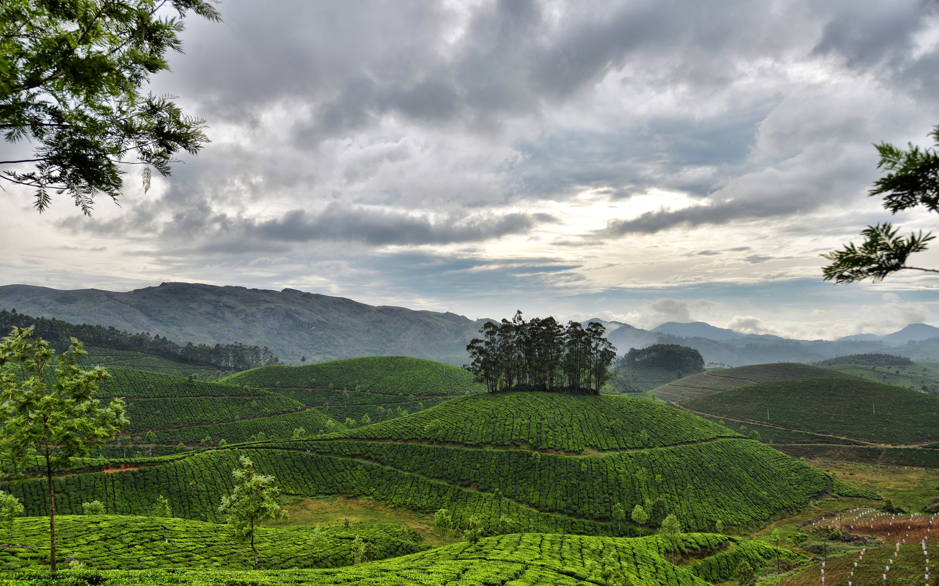 munnar kerala inde ciel nuages montagnes collines plantations de thé