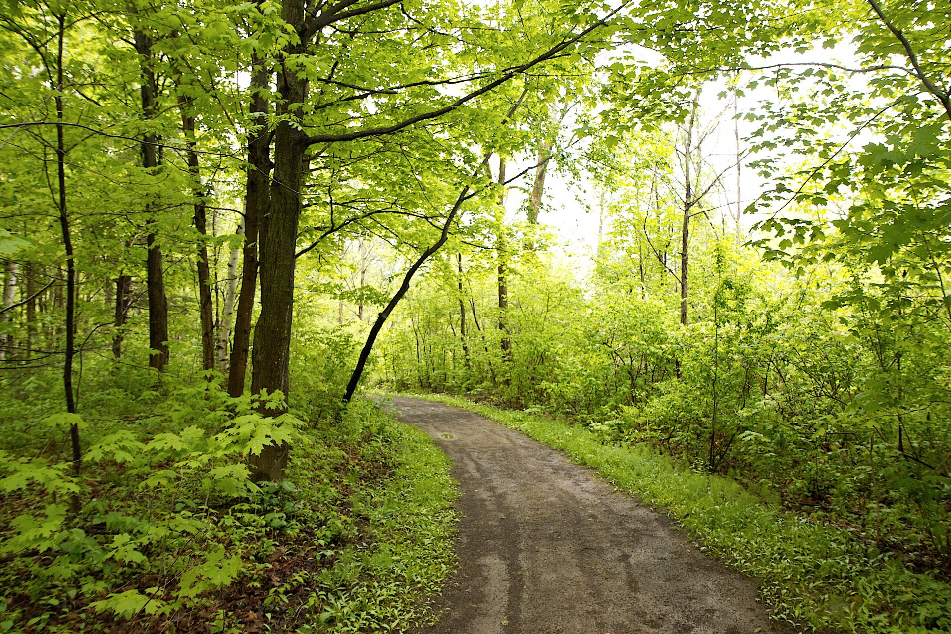 wald bäume laub gehweg sonne licht