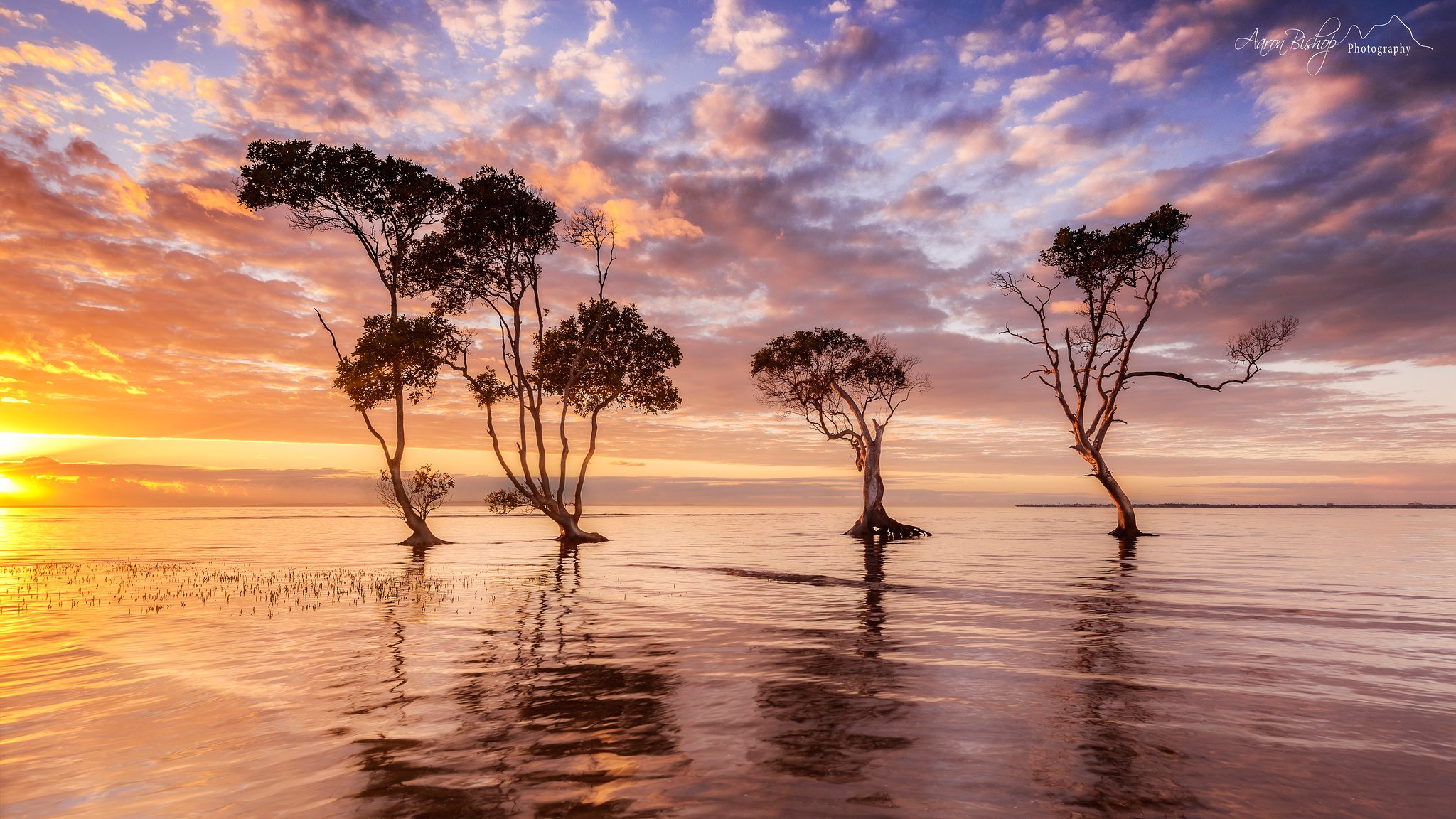 matin australie eau arbres ciel