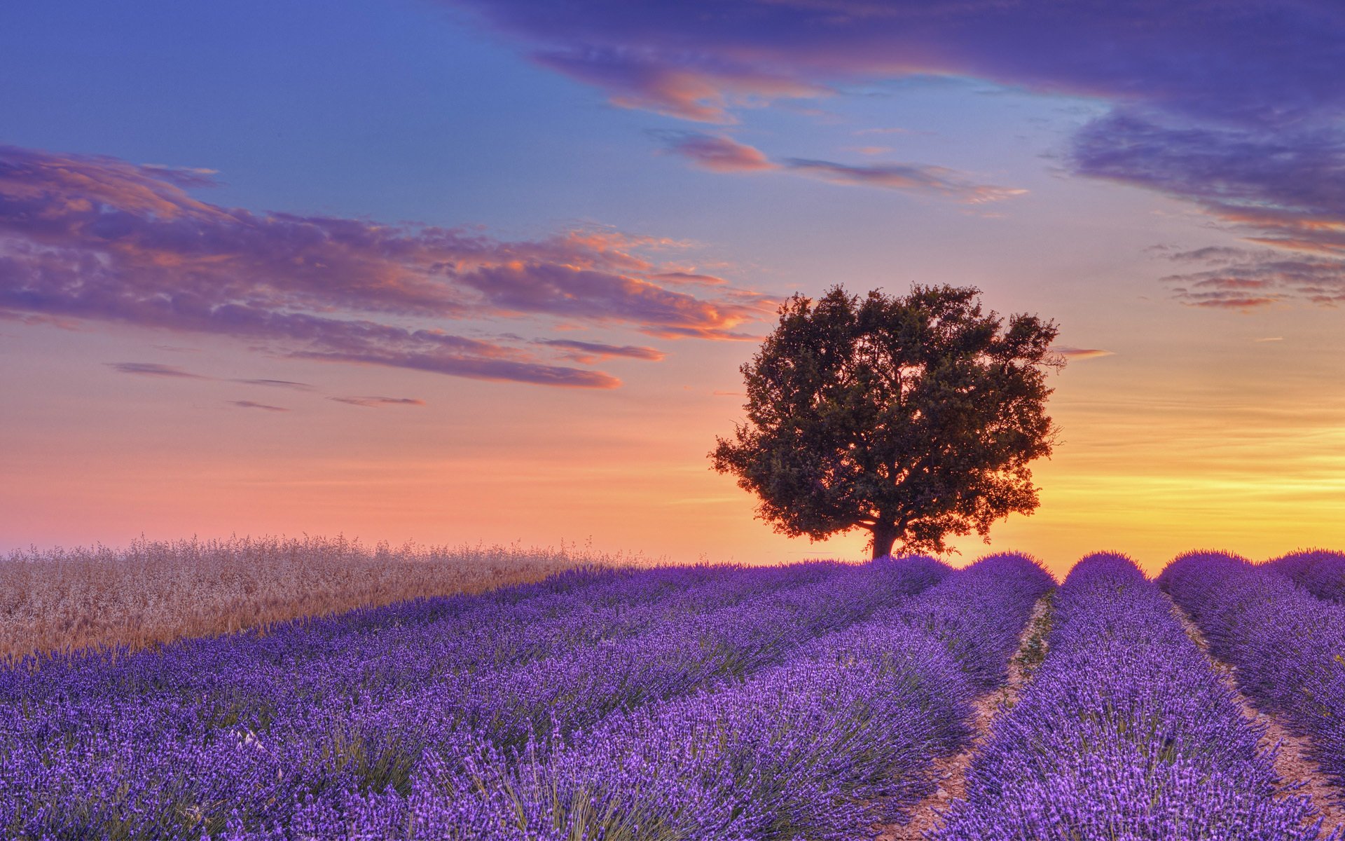 ummer horizon tree flower field nature