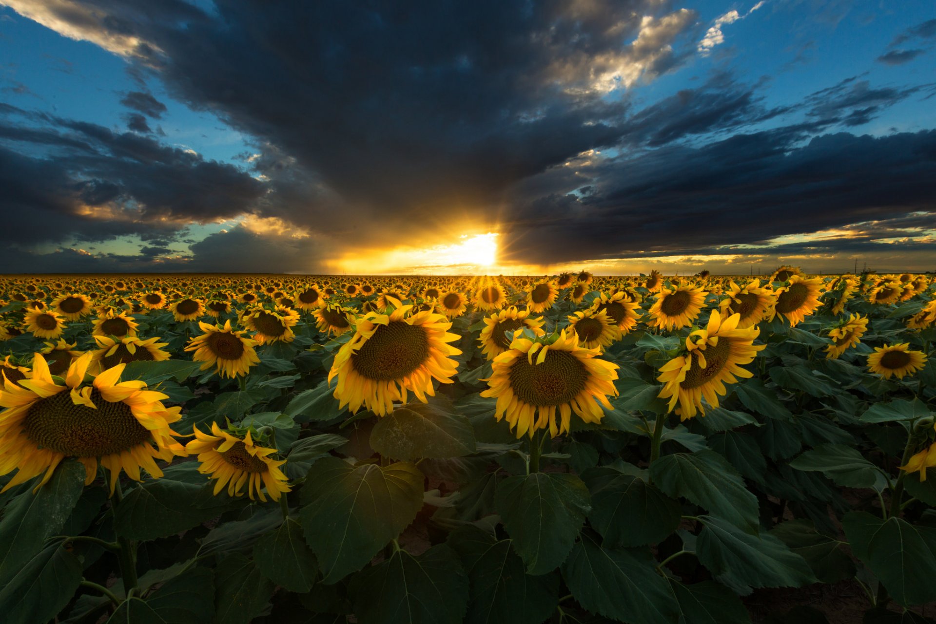 girasoles puesta de sol naturaleza