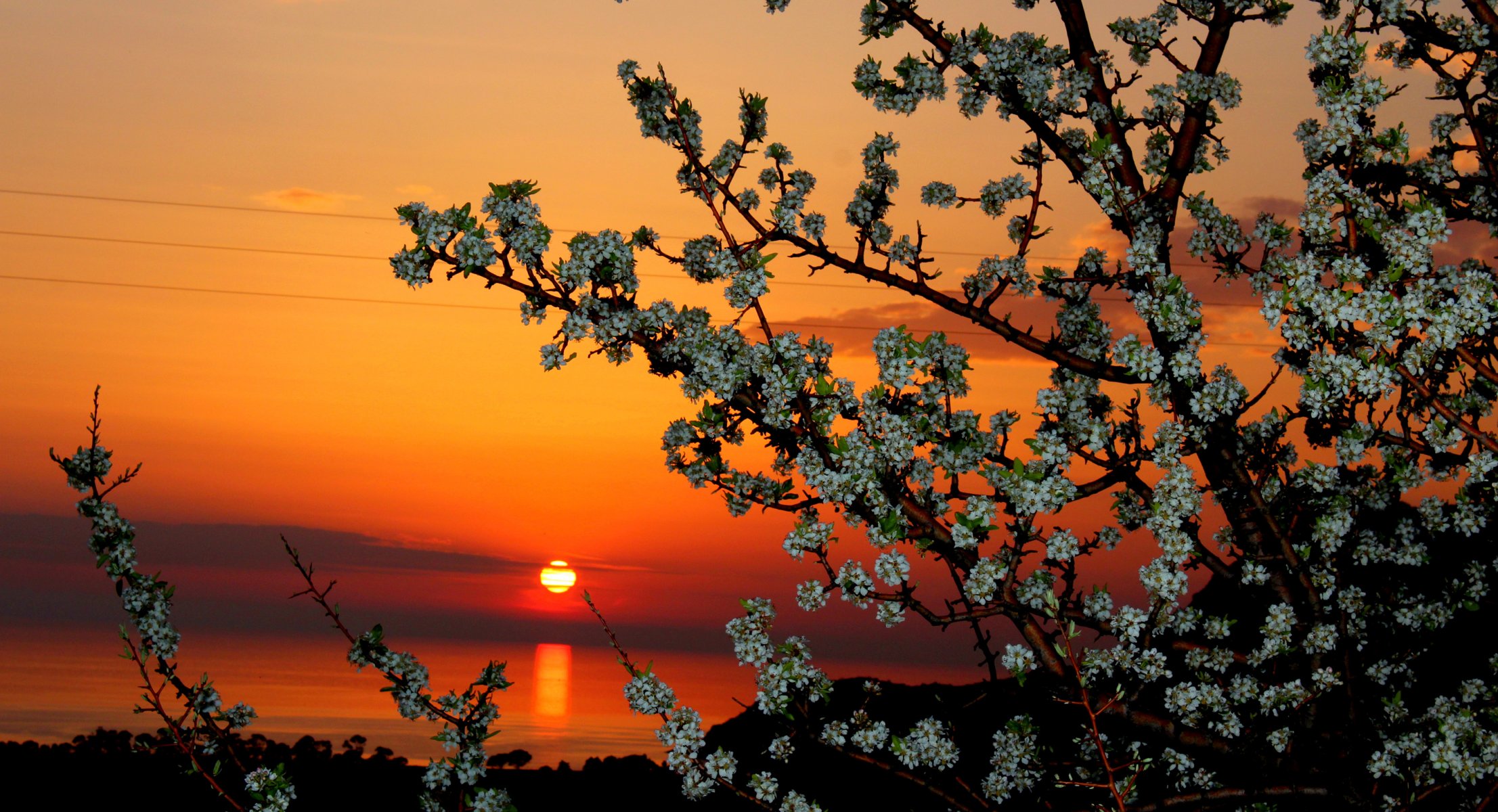 ciel nuages soleil coucher de soleil arbre fleurs