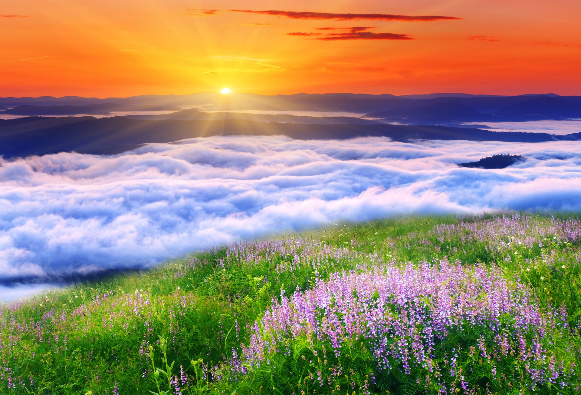 nature landscape clouds sun grass flower